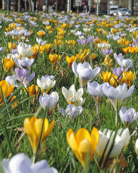 Breda bijenmengsel (1).jpg